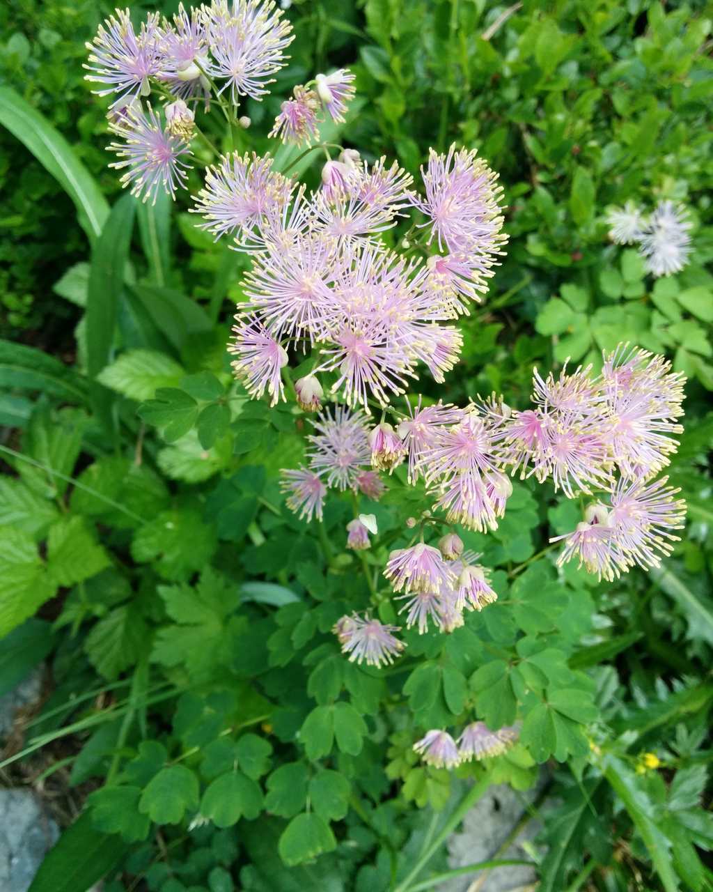 Thalictrum aquilegiifolium